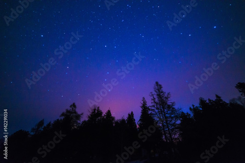 Trees and stars along the lake Huron shore at night