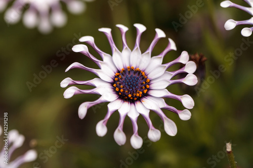 Osteospermum Whirligig daisy photo