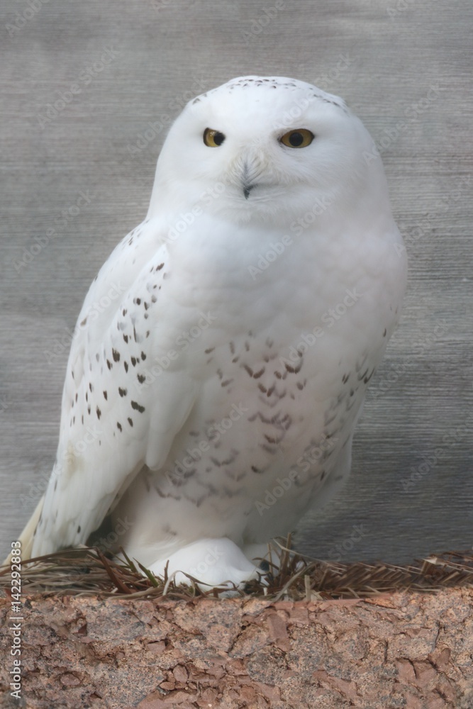 Snowy Owl (Bubo scandiacus) Snowy Owl (Bubo scandiacus)