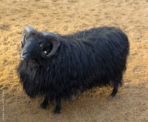 Black sheep