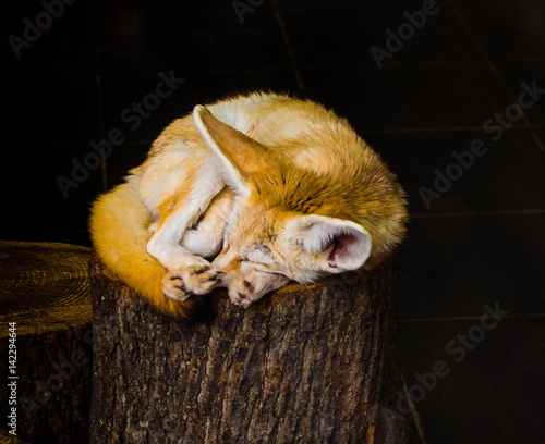 Sleeping Fox