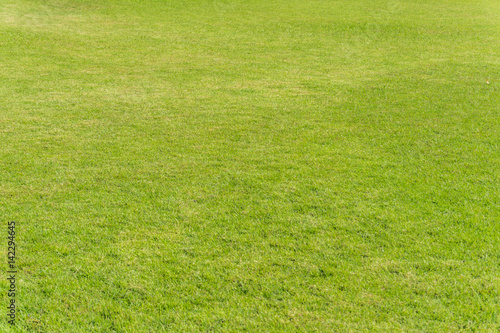 Green grass texture from a field .