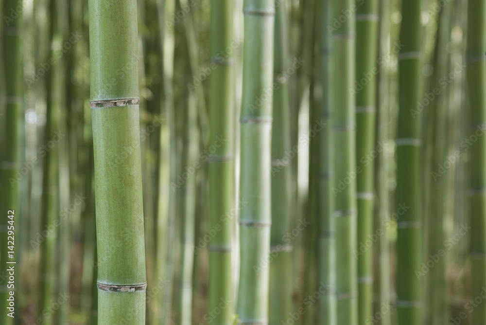 Green bamboo forest in Arashiyama, Kyoto, Japan Green bamboo forest in Arashiyama, Kyoto, Japan