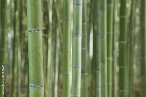 Green bamboo forest in Arashiyama, Kyoto, Japan