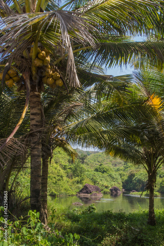 Sweet lake in Arambol  North Goa  India