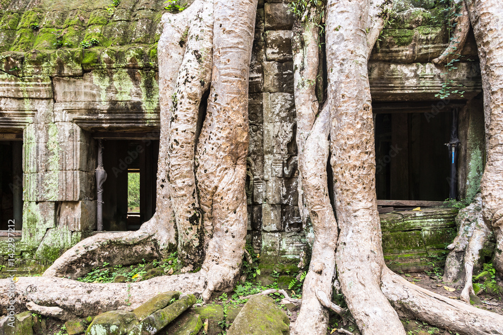Ta Prohm temple in Angkor near Siem Reap in Cambodia Ta Prohm temple in Angkor near Siem Reap in Cambodia