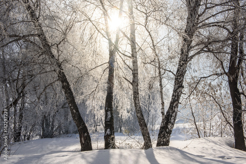 The sun shines through the branches of the birch. Winter, cold, snow. 