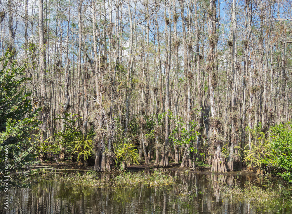 Fototapeta premium Landscape of wilderness in the Everglades National Park - Florida - USA