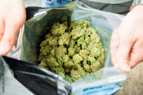 Large Bag of Marijuana Indoors