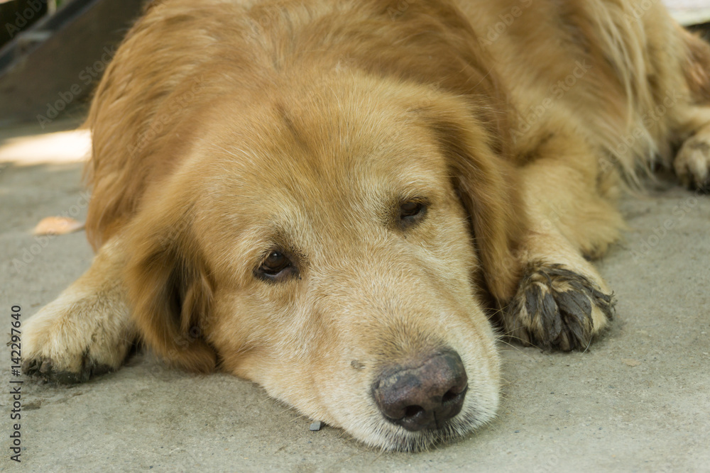 The Golden Retriever is sleeping. The Golden Retriever is sleeping.