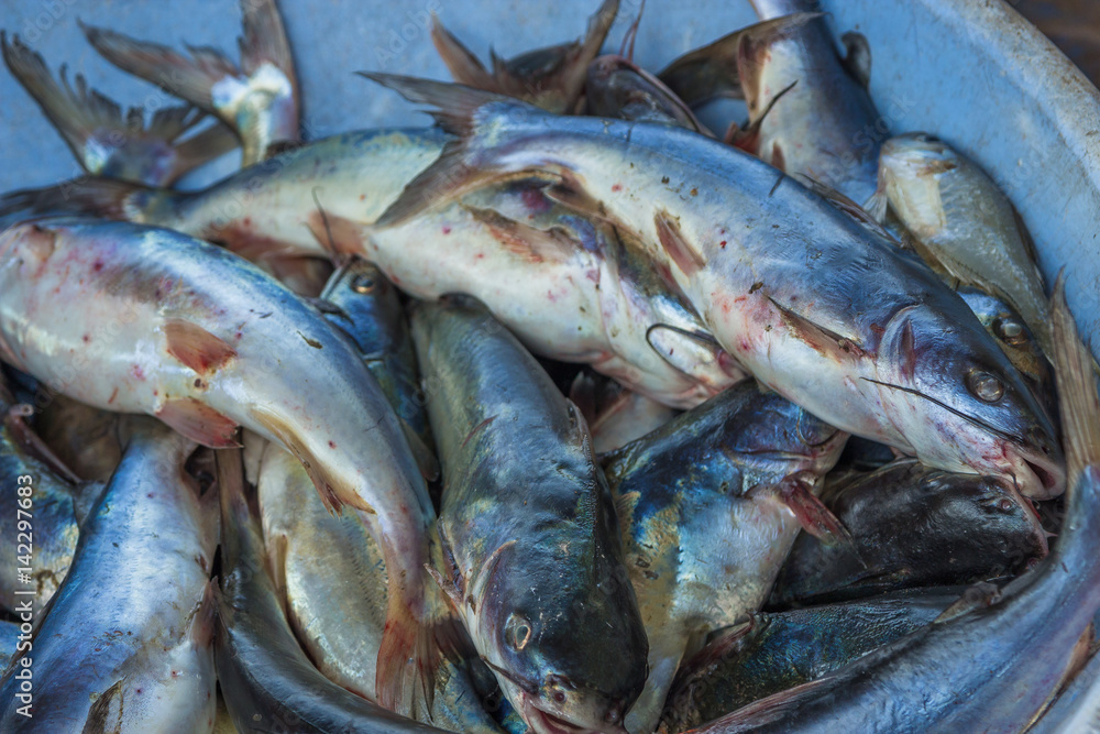 Seafood fish for sell stored in the box from Chapora fish market in India