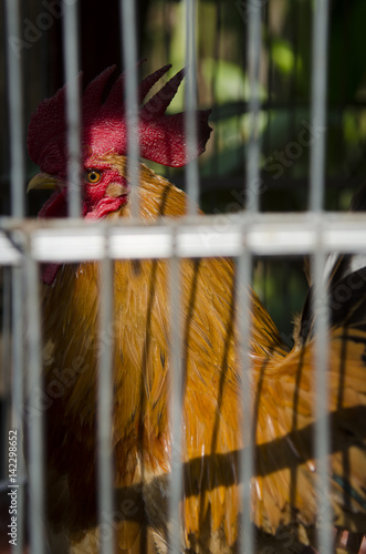 chicken in cage