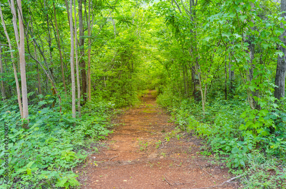 Fototapeta premium way in deep forest