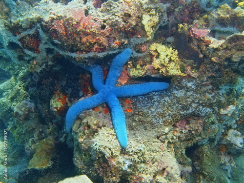 Starfish © vodolaz