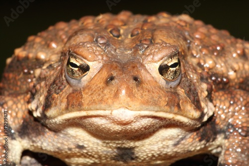 Female American Toad (Bufo americanus)