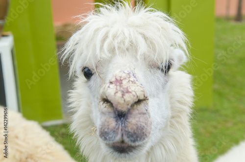 alpaca portrait in zoo