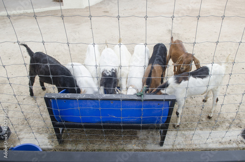 Feeding many goats