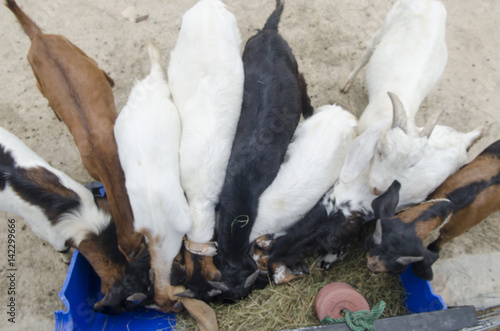 Feeding many goats