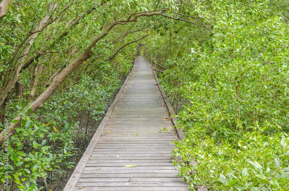bridge to the mangrove forest