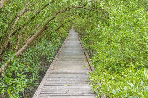 bridge to the mangrove forest © chokniti