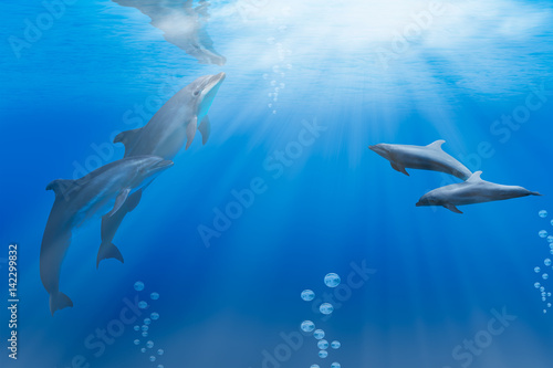 two wild dolphins playing in sunrays underwater in blue © muratart
