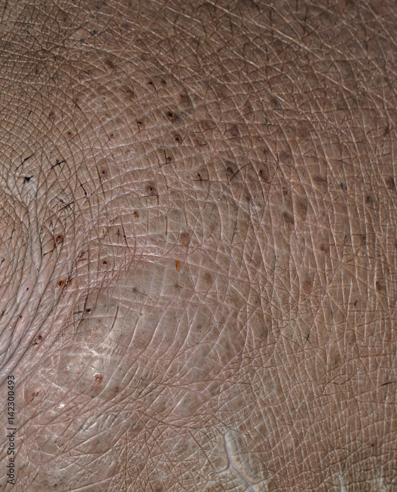 Fototapeta premium hippo skin as background