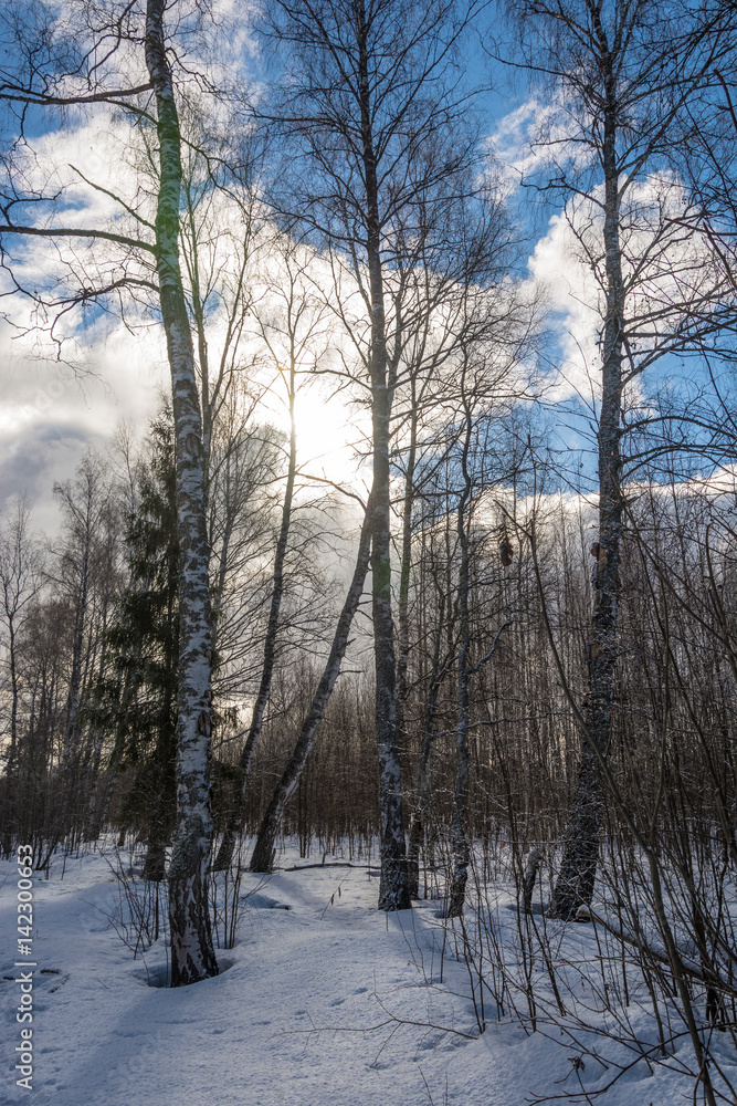 Winter landscape in the backlight. Winter landscape in the backlight.
