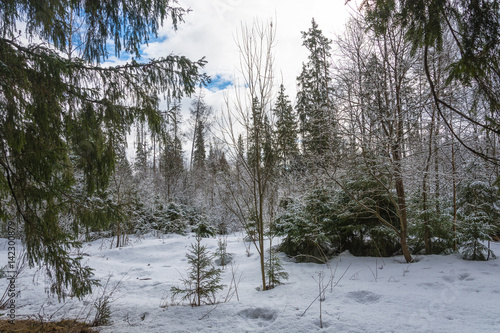 Beautiful spring landscape after a snow.