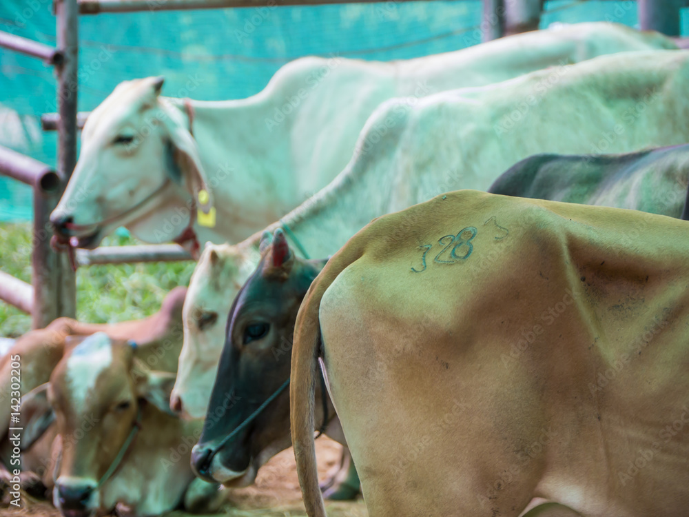 Obraz premium Free cattle to farm