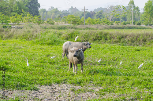 Water buffalo standing on green grass and looking to a camera photo