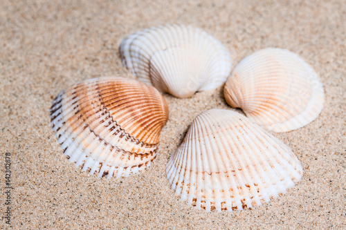 A group of seashells on the beach