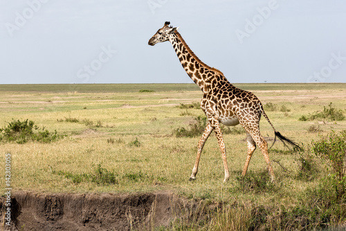 Giraffes are walking in the shroud