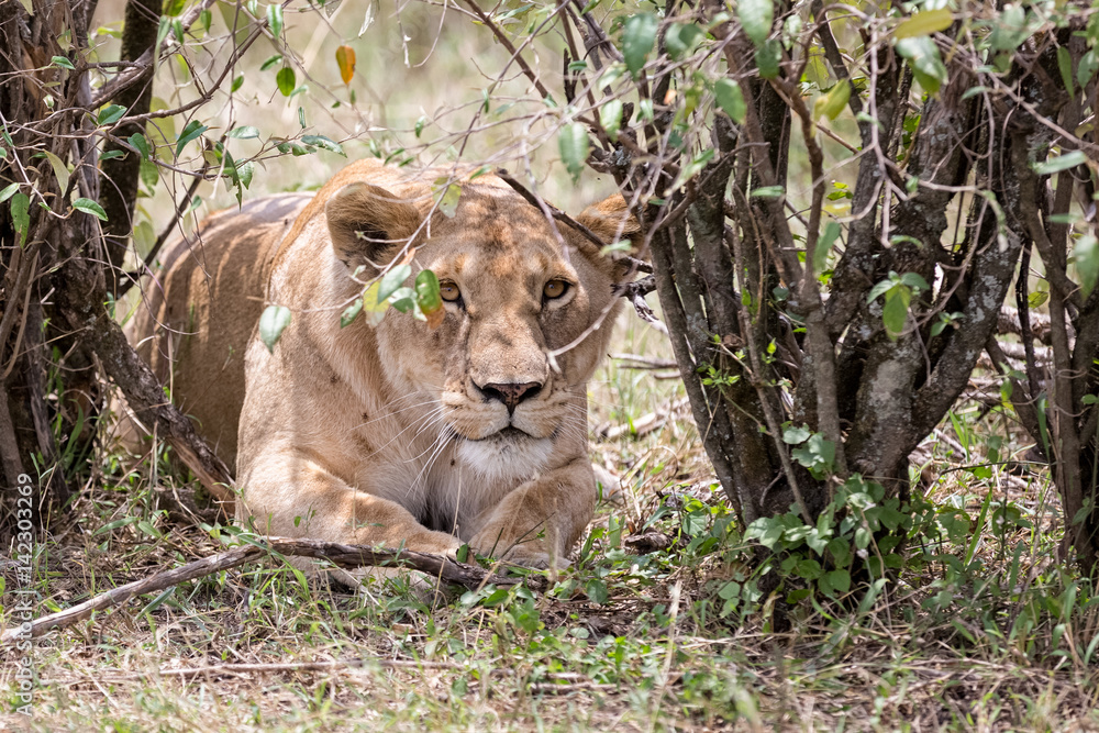 Naklejka premium Lion in the shroud