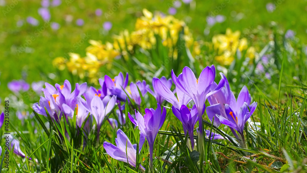 Drebach Krokuswiesen im Erzgebirge - Crocus flowers in Drebach, Saxony Drebach Krokuswiesen im Erzgebirge - Crocus flowers in Drebach, Saxony