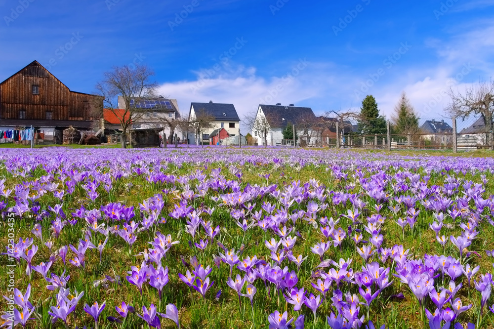 Fototapeta premium Drebach Krokuswiesen im Erzgebirge - Crocus flowers in Drebach, Saxony
