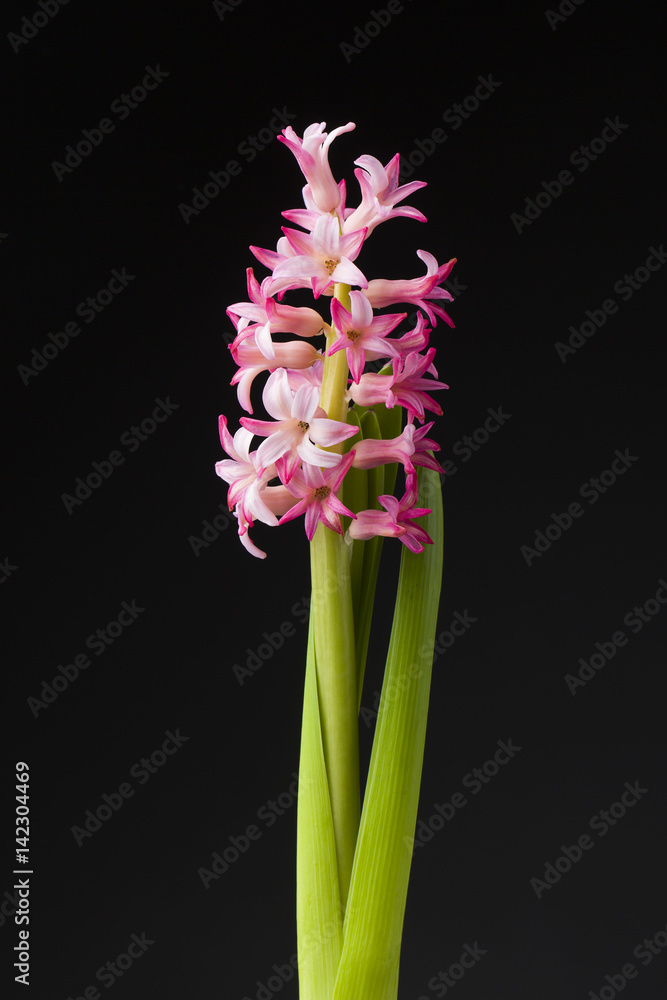 Obraz premium Hyacinth