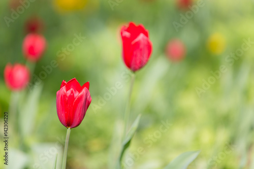 Tulpenfeld im Grünen frühlingshaft