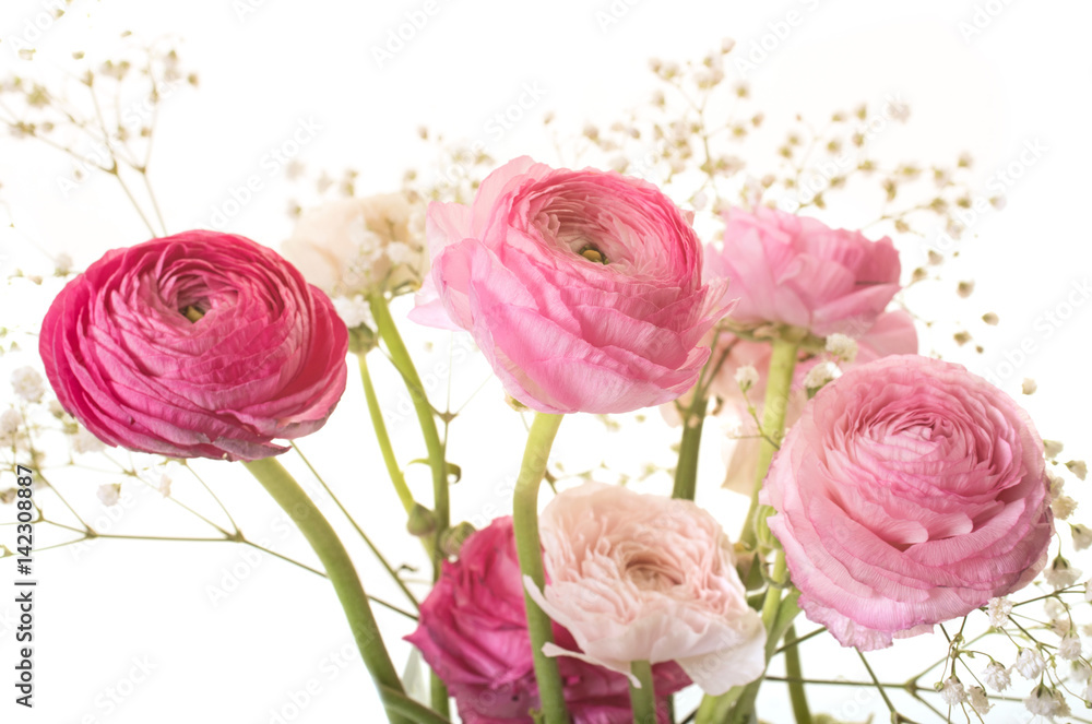 pink Ranunculus asiaticus pink Ranunculus asiaticus
