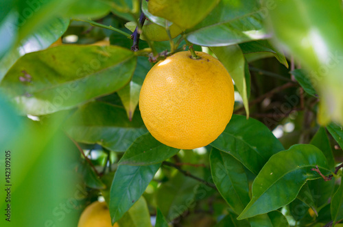Bright ripe orange, lemon on tree surrounded by green leaves