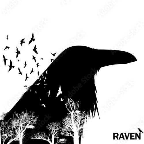 Isolated raven head silhouettes with double exposure effect. Trees with birds as background