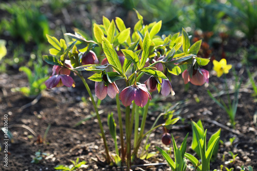 Pink hellebore in the spring garden. Sunny day.