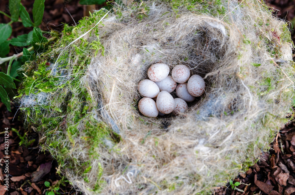 Blaumeise Aus Nest Gefallen Was Tun Blaumeise Nest Stock-Foto | Adobe Stock