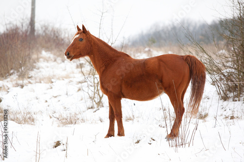 Beautiful chestnut horse in winter