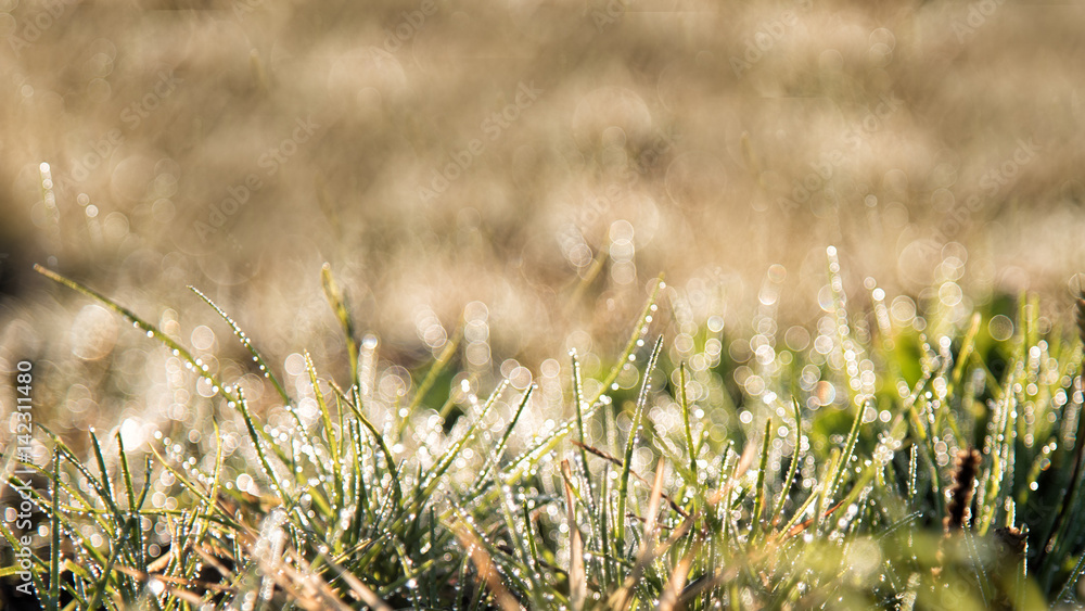 grass meadow in morning sunrise closeup with drops of water in japan