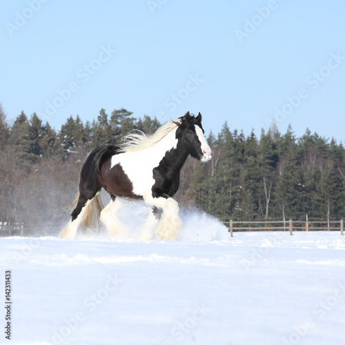 Amazing stallion of irish cob running in winter