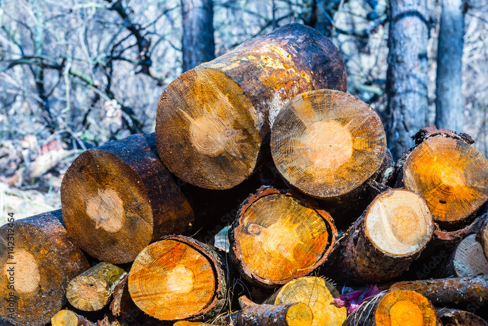 closeup pile of logs in a forest closeup pile of logs in a forest
