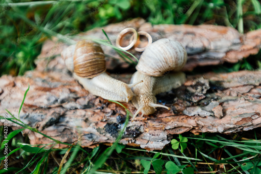 Golden wedding rings lie on a piece of bark next to a pair of snails