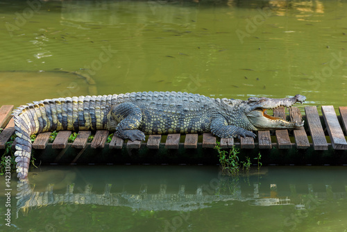 crocodile