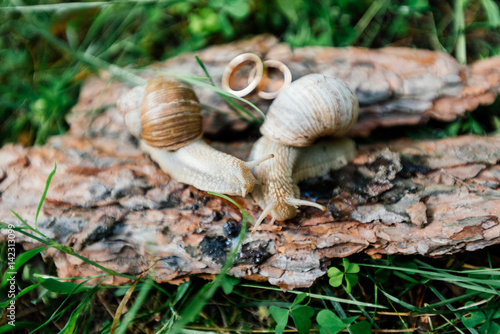 Golden wedding rings lie on a piece of bark next to a pair of snails