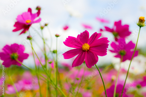 Cosmos flower with blue sky in the garden